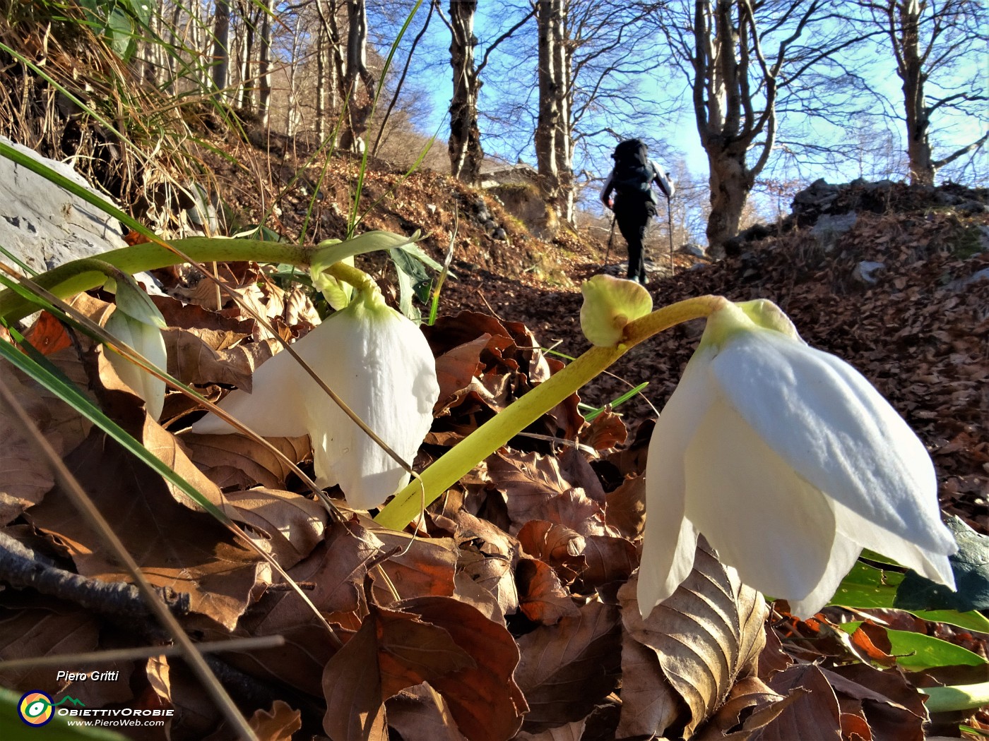 01 Ellebori in fiore sul sent. 579 da Fuipiano (1050 m) alla Bocca del Grassello (1390 m).JPG